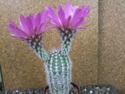 Echinocereus reichenbachii albispinus x bayleyi pot 8,5 cm - 12404373