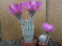Echinocereus reichenbachii albispinus x bayleyi pot 8,5 cm - 12404374