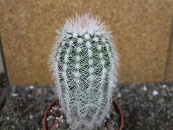 Echinocereus reichenbachii albispinus x bayleyi pot 8,5 cm - 12404376