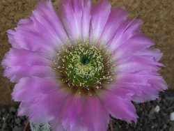 Echinocereus reichenbachii albispinus pot 8,5 cm - 12404396