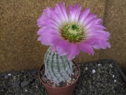 Echinocereus reichenbachii albispinus pot 8,5 cm - 12404398