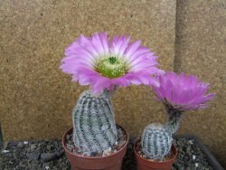 Echinocereus reichenbachii albispinus pot 8,5 cm - 12404399
