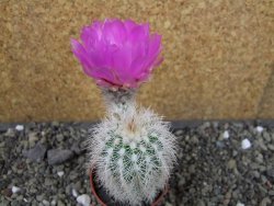 Echinocereus reichenbachii albispinus x bayleyi pot 5,5 cm