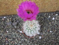 Echinocereus reichenbachii albispinus x bayleyi pot 5,5 cm - 12404402