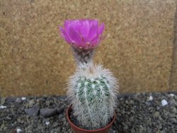 Echinocereus reichenbachii albispinus x bayleyi pot 5,5 cm - 12404403