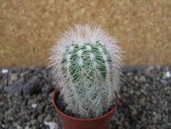 Echinocereus reichenbachii albispinus x bayleyi pot 5,5 cm - 12404404