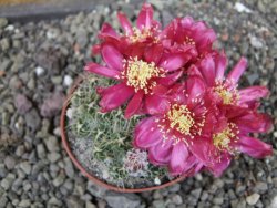 Tephrocactus pulcherimus Incahuasi pot 7 cm