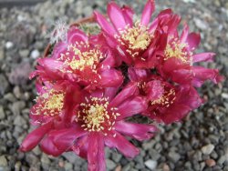 Tephrocactus pulcherimus Incahuasi pot 7 cm - 12404432