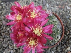 Tephrocactus pulcherimus Incahuasi pot 7 cm - 12404433