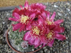 Tephrocactus pulcherimus Incahuasi pot 7 cm - 12404435