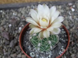 Gymnocalycium denudatum, pot 6,5 cm