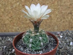 Gymnocalycium denudatum, pot 6,5 cm - 12404443
