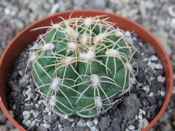 Gymnocalycium denudatum, pot 6,5 cm - 12404444