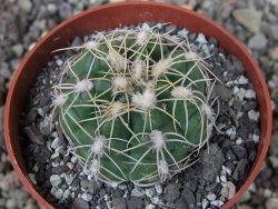 Gymnocalycium denudatum, pot 6,5 cm - 12404445