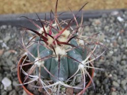 Echinocactus horizonthalonius Cuatro Cienegas, pot 5,5 cm