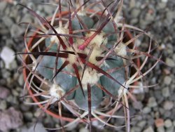 Echinocactus horizonthalonius Cuatro Cienegas, pot 5,5 cm - 12404455