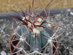 Echinocactus horizonthalonius Cuatro Cienegas, pot 5,5 cm - 12404456