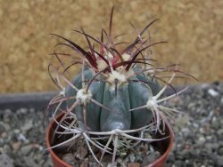 Echinocactus horizonthalonius Cuatro Cienegas, pot 5,5 cm - 12404457