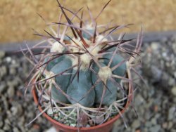 Echinocactus horizonthalonius Cuatro Cienegas, pot 5,5 cm - 12404458
