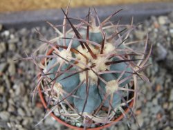 Echinocactus horizonthalonius Cuatro Cienegas, pot 5,5 cm