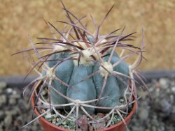 Echinocactus horizonthalonius Cuatro Cienegas, pot 5,5 cm - 12404460
