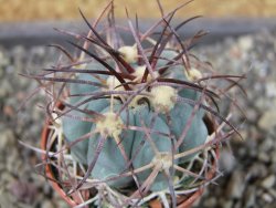 Echinocactus horizonthalonius Cuatro Cienegas, pot 5,5 cm - 12404461