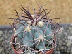 Echinocactus horizonthalonius Cuatro Cienegas, pot 5,5 cm