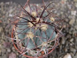 Echinocactus horizonthalonius Cuatro Cienegas, pot 5,5 cm - 12404463