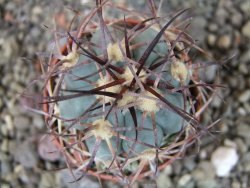 Echinocactus horizonthalonius Cuatro Cienegas, pot 5,5 cm - 12404464