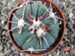 Echinocactus horizonthalonius Corazon del Monte pot 5,5 cm - 12404465