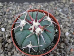 Echinocactus horizonthalonius Corazon del Monte pot 5,5 cm