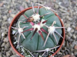 Echinocactus horizonthalonius Corazon del Monte pot 5,5 cm - 12404468