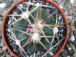 Echinocactus horizonthalonius Corazon del Monte pot 5,5 cm