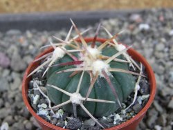 Echinocactus horizonthalonius Corazon del Monte pot 5,5 cm - 12404470