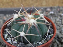 Echinocactus horizonthalonius Corazon del Monte pot 5,5 cm - 12404471