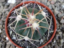 Echinocactus horizonthalonius Corazon del Monte pot 5,5 cm - 12404472