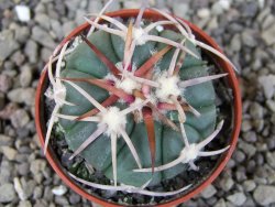 Echinocactus horizonthalonius Corazon del Monte pot 5,5 cm - 12404473