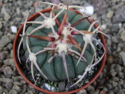 Echinocactus horizonthalonius Corazon del Monte pot 5,5 cm - 12404474