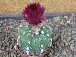 Astrophytum asterias X red flower oibo akabana, pot 5,5 cm