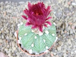 Astrophytum asterias X red flower oibo akabana, pot 5,5 cm - 12404492