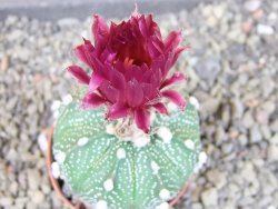 Astrophytum asterias X red flower oibo akabana, pot 5,5 cm - 12404493