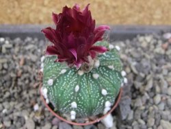 Astrophytum asterias X red flower oibo akabana, pot 5,5 cm - 12404494
