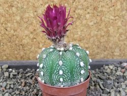 Astrophytum asterias X red flower oibo akabana, pot 5,5 cm - 12404495