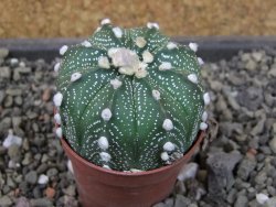 Astrophytum asterias X red flower oibo akabana, pot 5,5 cm - 12404496