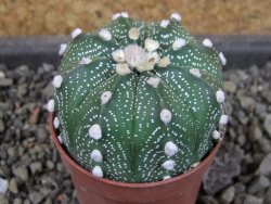 Astrophytum asterias X red flower oibo akabana, pot 5,5 cm - 12404497