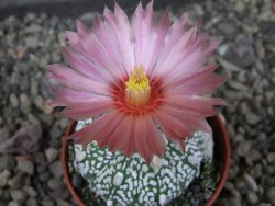 Astrophytum Kabuto X red flower oibo akabana, pot 5,5 cm