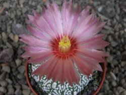 Astrophytum Kabuto X red flower oibo akabana, pot 5,5 cm - 12404504
