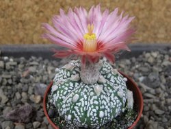 Astrophytum Kabuto X red flower oibo akabana, pot 5,5 cm - 12404505
