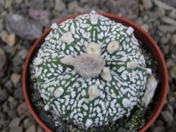 Astrophytum Kabuto X red flower oibo akabana, pot 5,5 cm - 12404506
