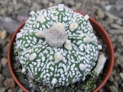 Astrophytum Kabuto X red flower oibo akabana, pot 5,5 cm - 12404507